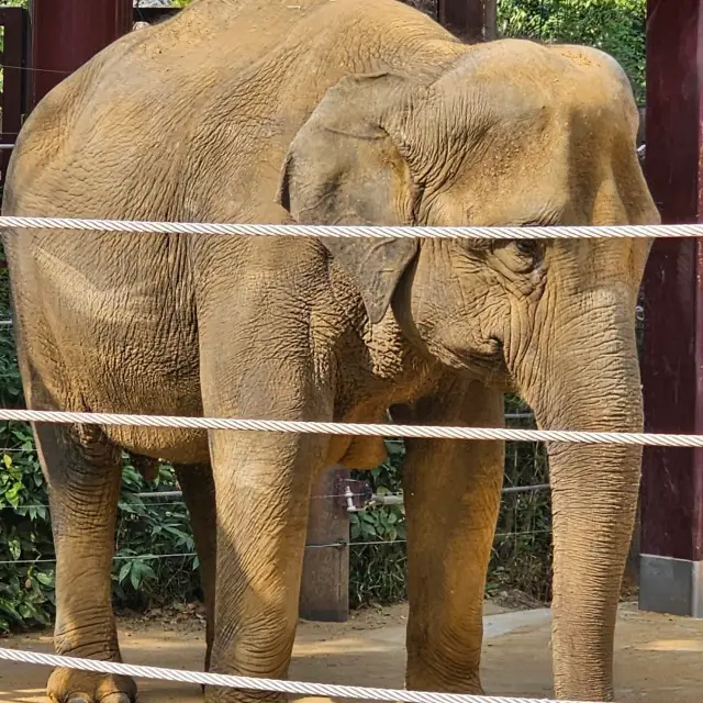 日本最古老最有名的動物園🐘🦒🐼🦌