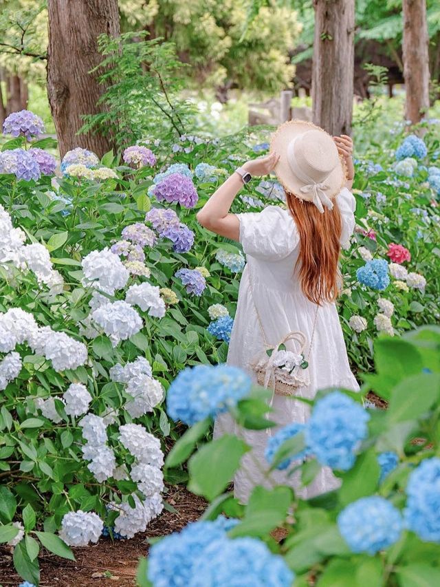 수국길이 너무 예쁜 팜카밀레의 요기저기포토존❣️