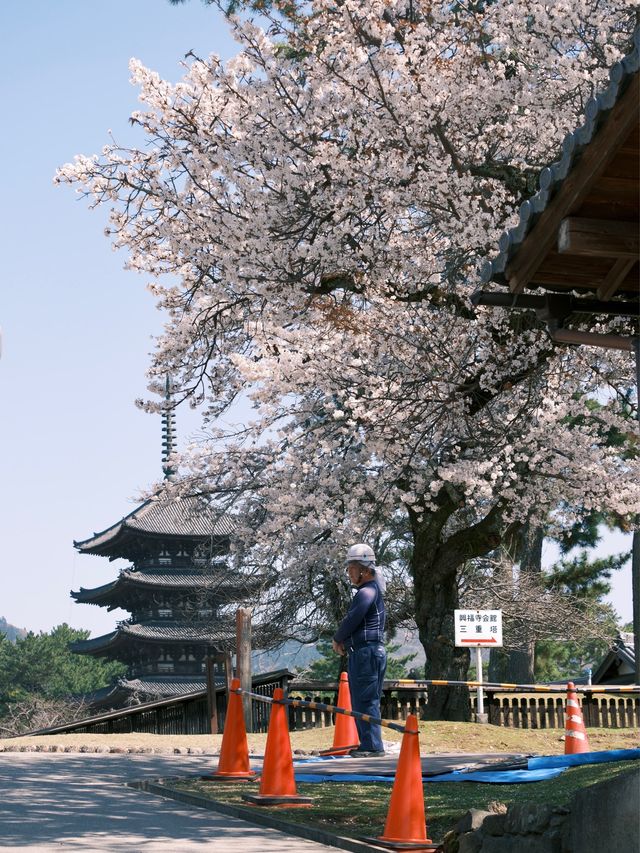 日本 | 奈良之旅 去奈良公園看小鹿🦌