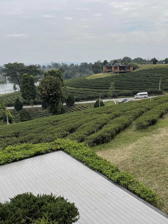 คาเฟ่วิวหลักล้านในไร่ชาฉุยฟง🍵🌱