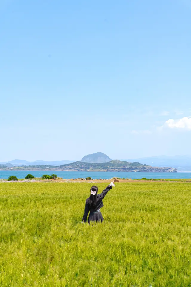 청보리 시즌 꼭 가야할 곳 '가파도'