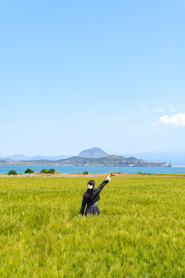 청보리 시즌 꼭 가야할 곳 '가파도'