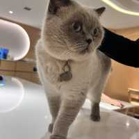 長沙灣木系貓Cafe