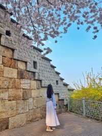 스물다섯 스물하나 촬영지에서 벚꽃 구경 🌸