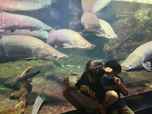 【山口】市立しものせき水族館・海響館