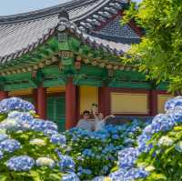 파란 수국이 가득한 혼인지🩵