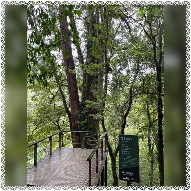 （桃園/復興）享受芬多精的洗禮-拉拉山神木群步道