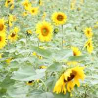 Sea of Flowers in Xinshe
