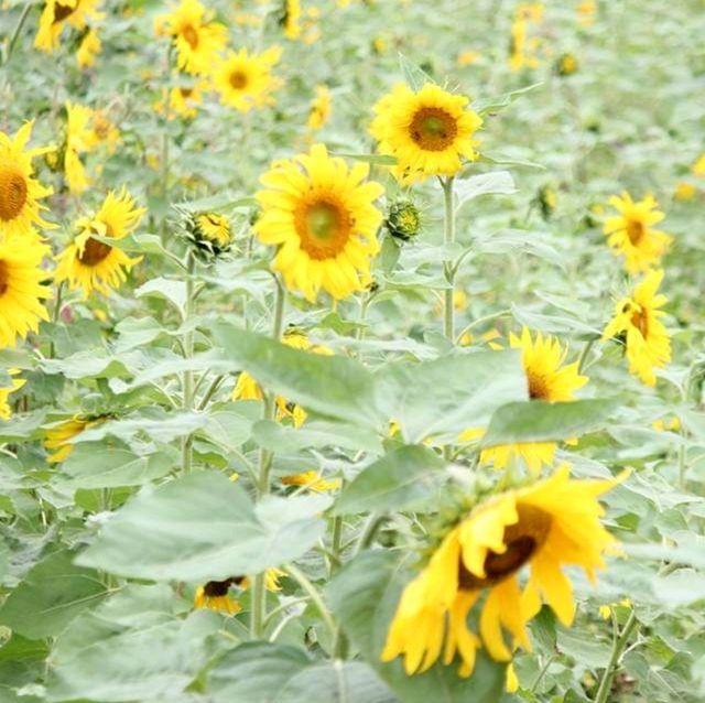 Sea of Flowers in Xinshe