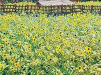 「空と海と綺麗な花壇」東京ディズニーシー