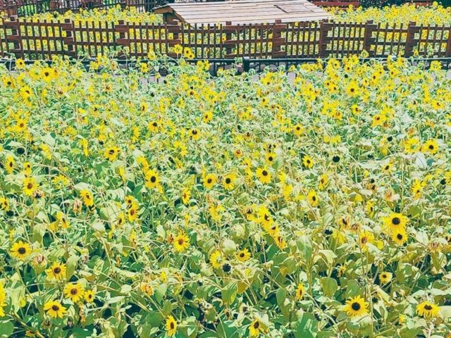 「空と海と綺麗な花壇」東京ディズニーシー