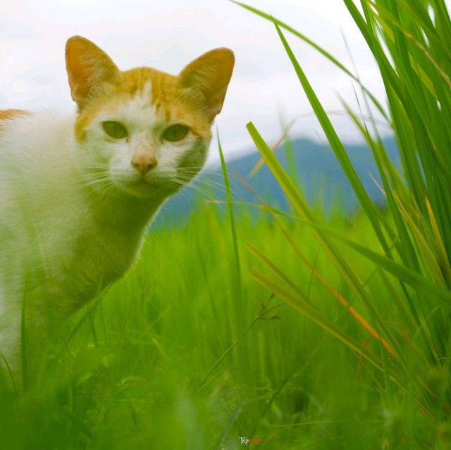 ที่พักสวย ติดริมน้ำมาง วิวท้องนา