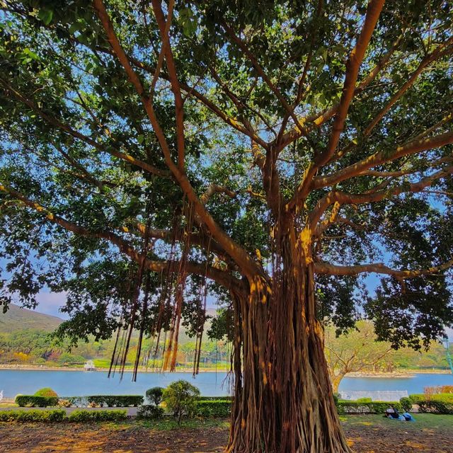 廸欣湖：湖畔🏞️+野餐🧺，天然寧靜中享受美食和放鬆😌🍽️！