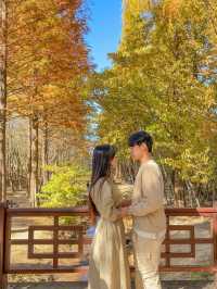 떠오르는 경주 단풍 핫플, 경북천년숲정원(경주산림환경연구원)