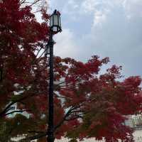 Ginko Tree at Sungkyunkwan Seoul