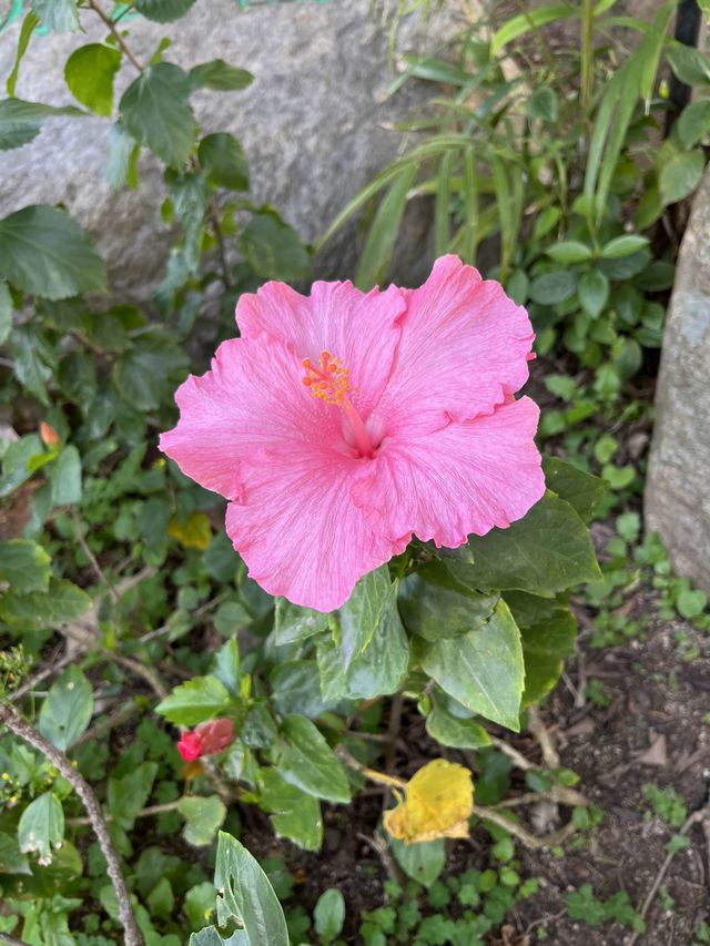 處處繡球花圃 @ 元朗公園