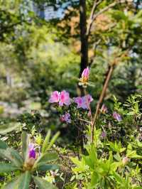 一次過欣賞各色各樣花卉  在市中心盛放📍香港公園
