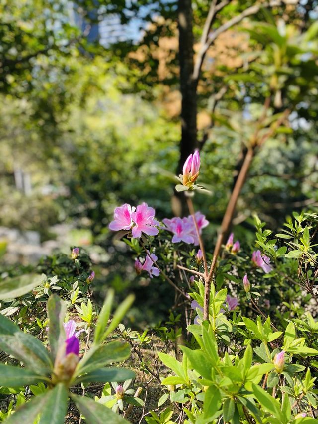 一次過欣賞各色各樣花卉  在市中心盛放📍香港公園