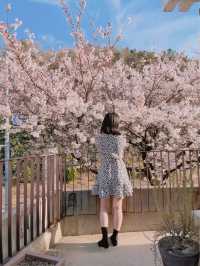 🌸대구 벚꽃 여행지 모음🌸