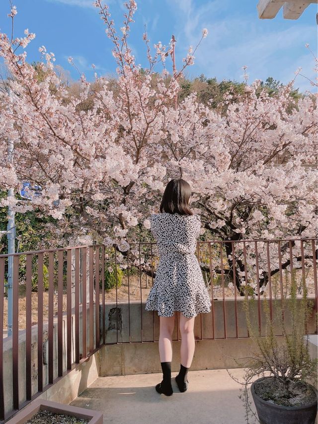 🌸대구 벚꽃 여행지 모음🌸