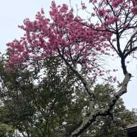 長野市的名勝善光寺及城山公園