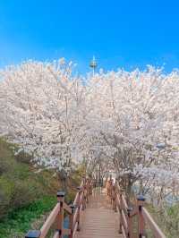 인천에 숨겨진 벚꽃 명소인 해넘이공원🌸💞