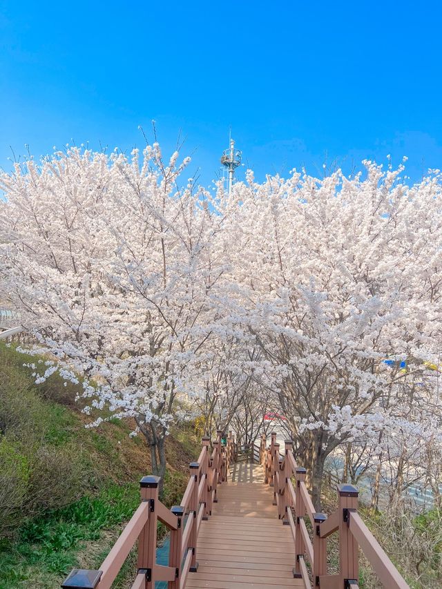 인천에 숨겨진 벚꽃 명소인 해넘이공원🌸💞
