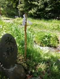 【諏訪大社】御柱祭の御神木は裏側を含めて圧巻