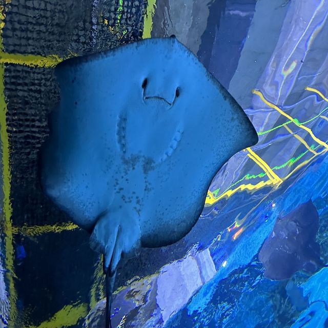 帶小朋友一起探索大海的奧秘 🐠🦑🌊