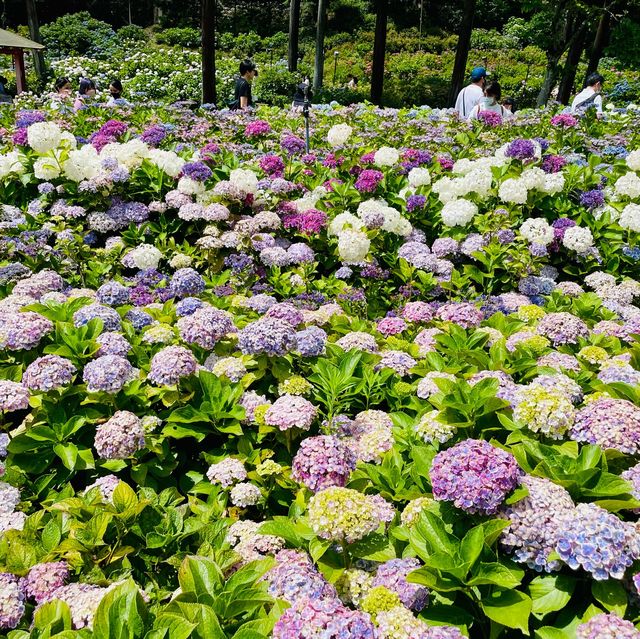  【京都】花の御寺「三室戸寺」