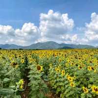 ทุ่งทานตะวันไร่วิชาญ จ.ลพบุรี