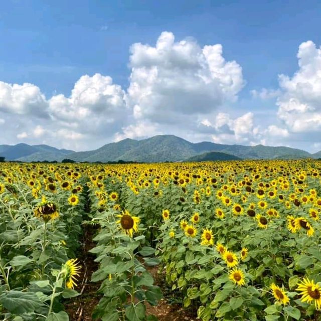 ทุ่งทานตะวันไร่วิชาญ จ.ลพบุรี