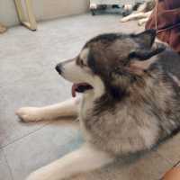 【台灣台中】 Nagonago 寵物友善餐廳🐶 勁多大隻Husky 