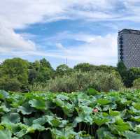 財源廣進 - 參拜上野不忍池弁天