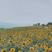 그림같은뷰〰️노랑노랑 해바라기밭🌻