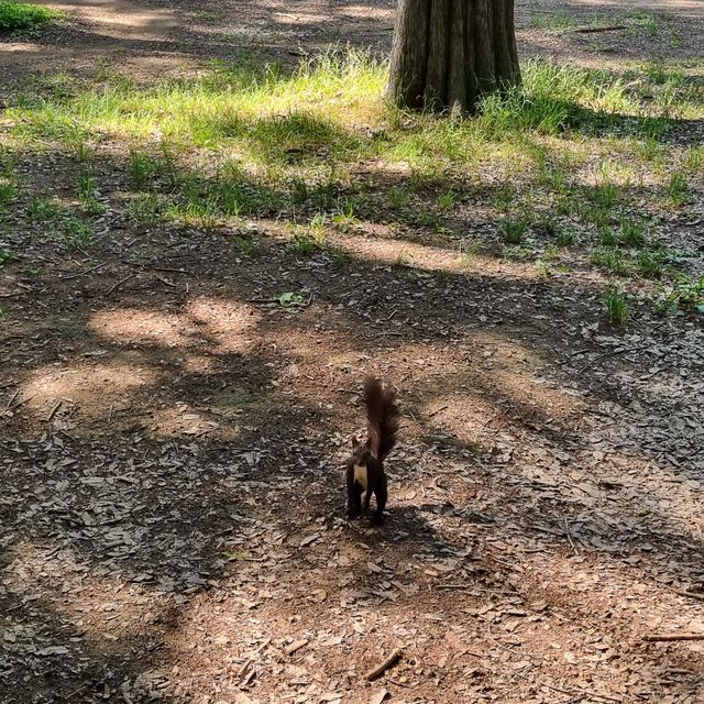도심 속 자연을 즐기기 좋은 양재 시민의 숲 🌳