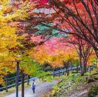 Beautiful autumn leaves wet with rain