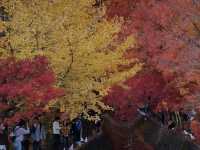 Autumn foliage at Fuji Kawaguchiko