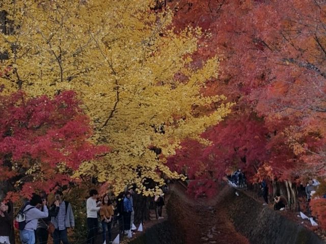 Autumn foliage at Fuji Kawaguchiko