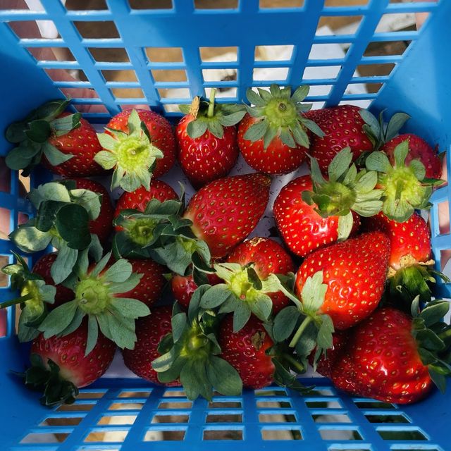 Raju’s Hill Strawberry Farm 🍓🍓🍓