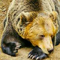 VISITING THE BEAR SANCTUARY BELITSA!