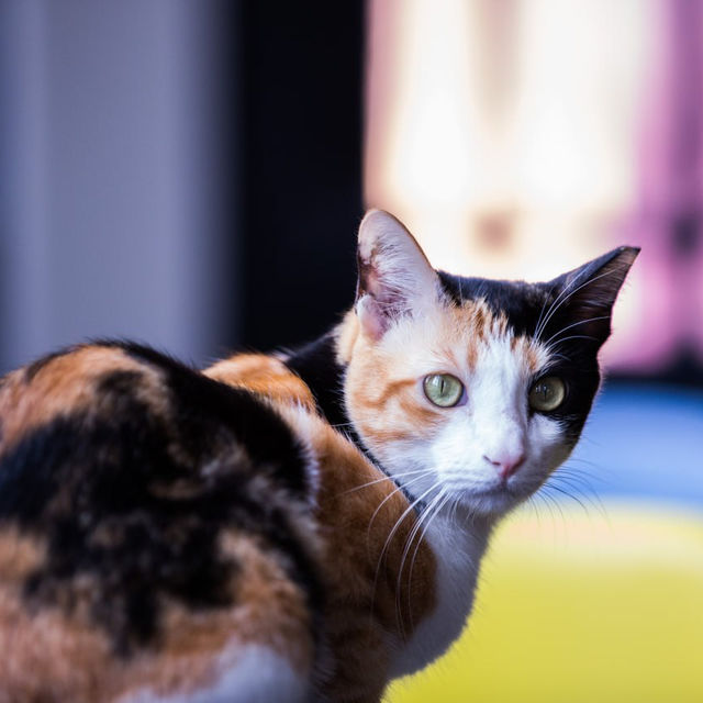 Purrfect Day at The Cat Cafe SG