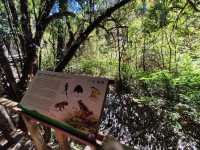 สัมผัสป่าดึกดำบรรพ์ อาลีซานเมืองไทย 🌲🌲🌲