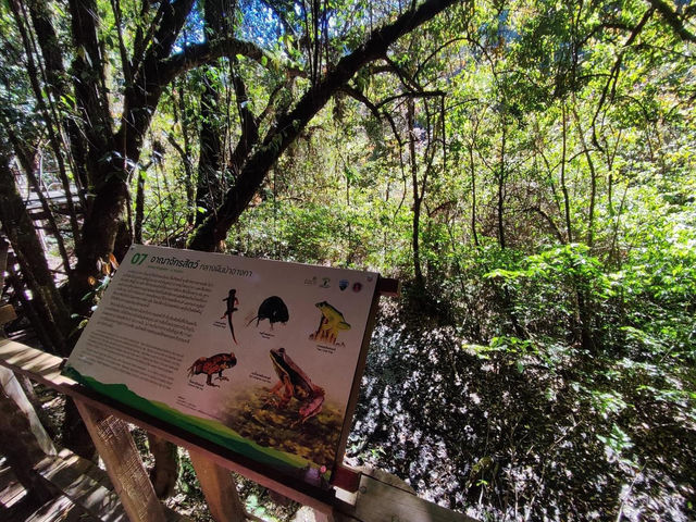 สัมผัสป่าดึกดำบรรพ์ อาลีซานเมืองไทย 🌲🌲🌲