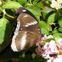 Butterfly Spotting at Hort Park SG