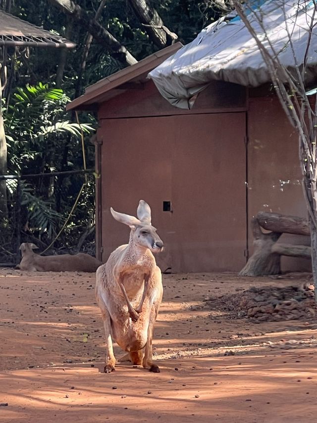Safari World