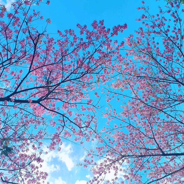 ภูเขาสีชมพู