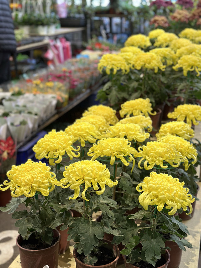 建國假日花市：花卉與玉器的亞洲最大市場 🌸🛍️