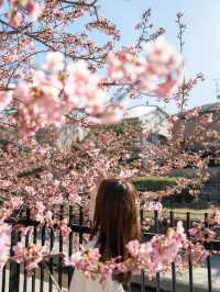 【京都府/伏見】京都で行きたい人気の早咲き桜スポット