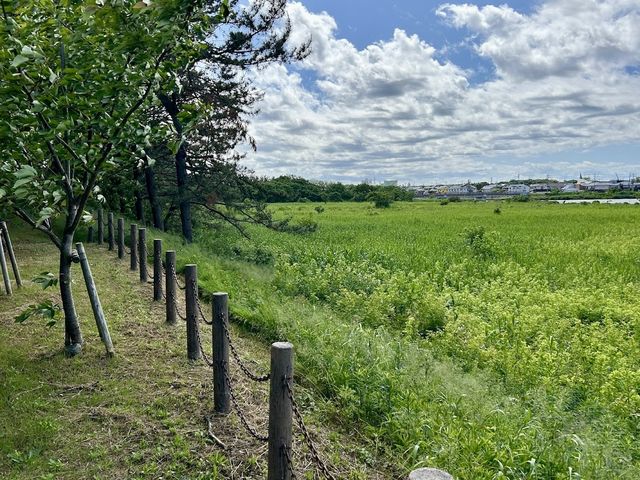 Toyanogata Park